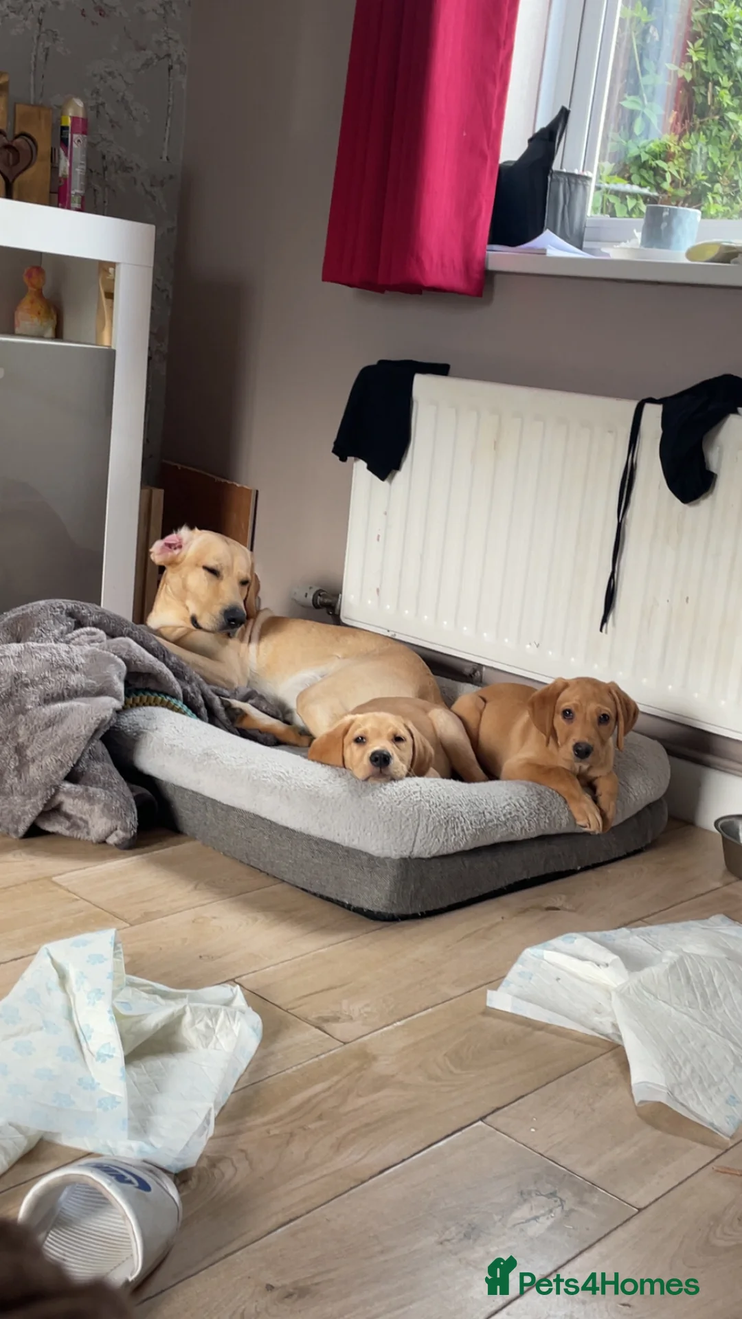 Labrador Retriever dogs for sale: Labrador puppies😍  - Advert 2