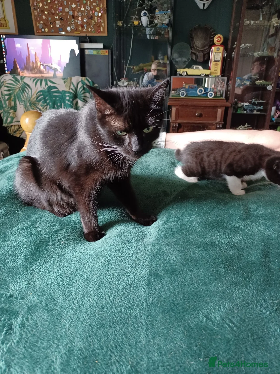 Mixed Breed cats for sale: Beautiful kittens looking for their forever homes  - Advert 6