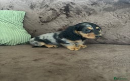 Miniature Dachshund dogs for sale: Dachshund puppies - Image 2