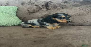 Miniature Dachshund dogs - Advert 12