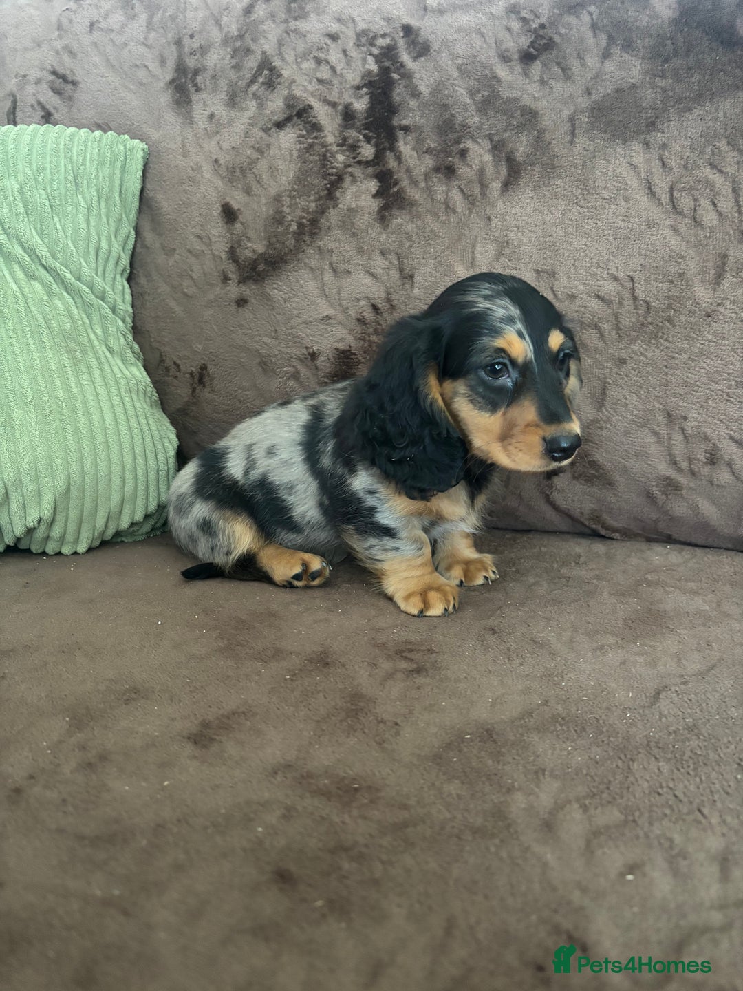 Miniature Dachshund dogs for sale: Dachshund puppies - Image 2
