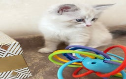 Siberian cats for sale: GCCF Registered Siberian Kitten For Sale  - Image 13