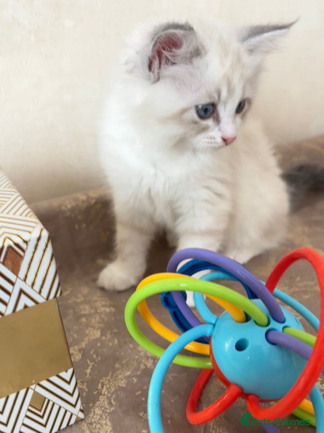 Siberian cats for sale: GCCF Registered Siberian Kitten For Sale  - Image 13
