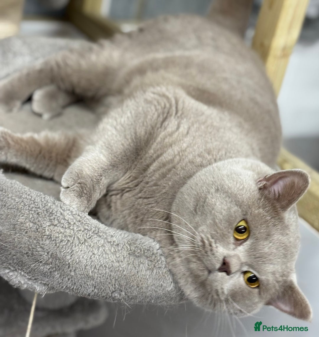 British Shorthair cats for sale: GCCF/TICA Reg Lilac Active male  - Advert 2