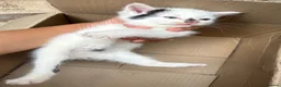 Mixed Breed cats for sale: 4 adorable kittens available to be rehomed - Advert 26