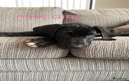 Great Dane dogs for sale: Gorgeous Black/Blue Great Dane Puppies - Image 6