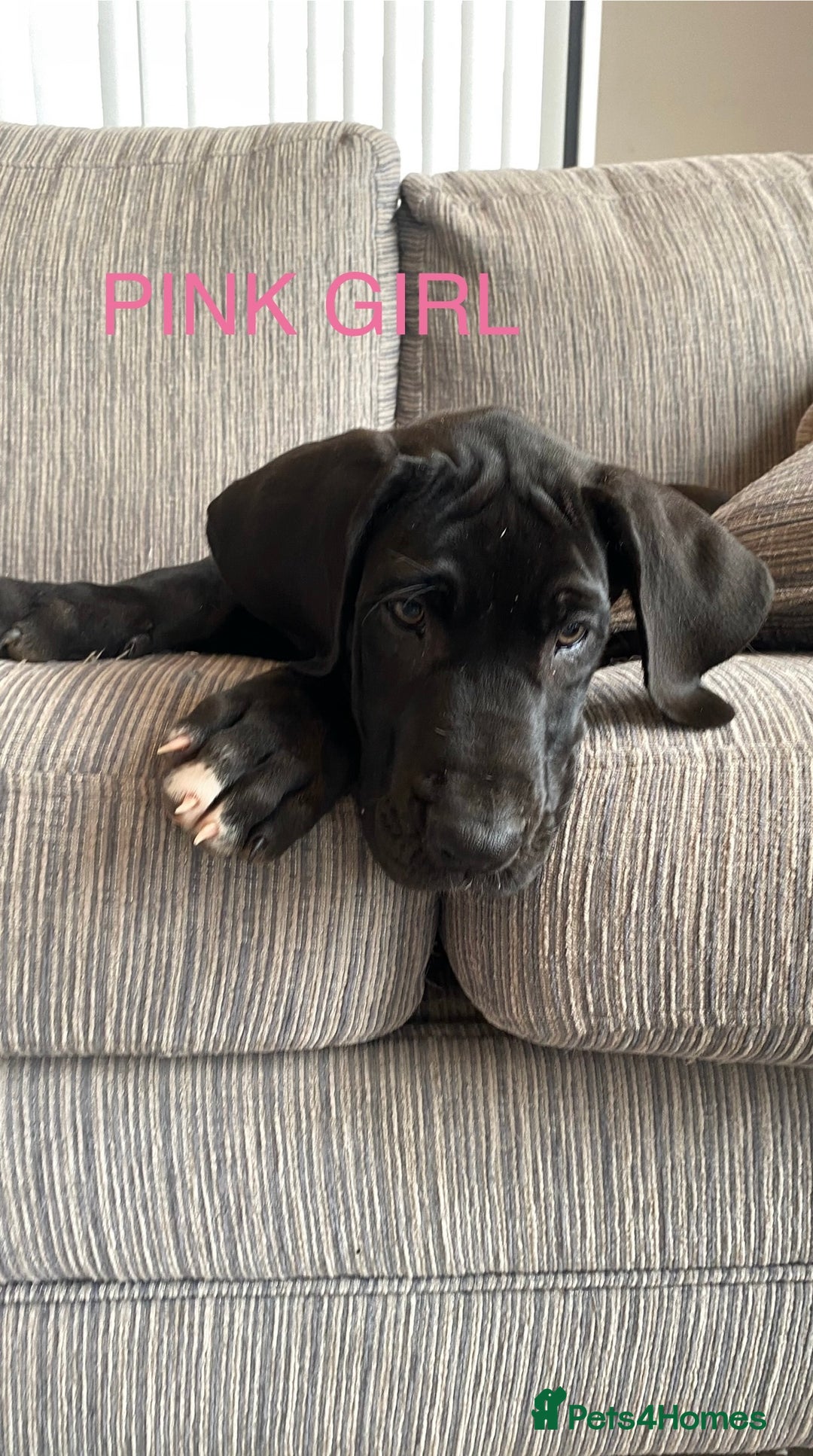 Great Dane dogs for sale: Gorgeous Black/Blue Great Dane Puppies - Image 6