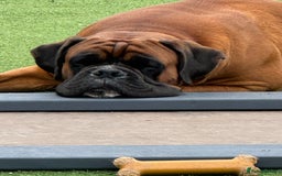 Boxer dogs for stud: Health tested Bobtail for stud - Image 2
