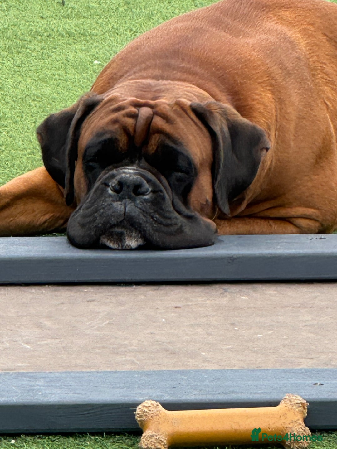 Boxer dogs for stud: Health tested Bobtail for stud - Image 2