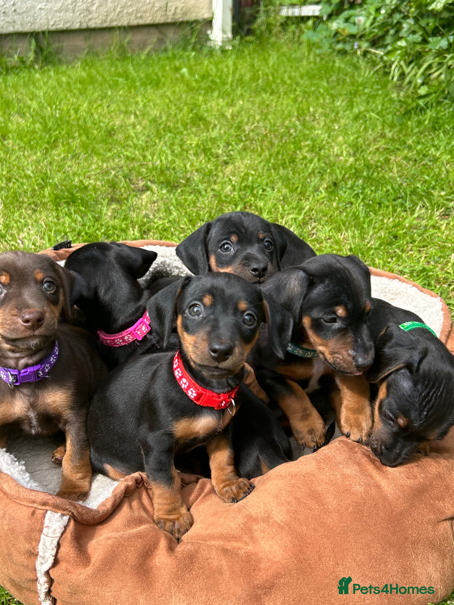 Dachshund dogs Adorable litter of dachshund cross Jack Russel  - Advert 15