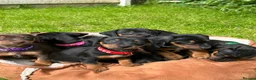 Dachshund dogs for sale: Adorable litter of dachshund cross Jack Russel  - Advert 1