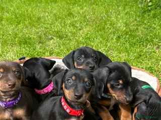 Dachshund dogs Adorable litter of dachshund cross Jack Russel - Advert 15