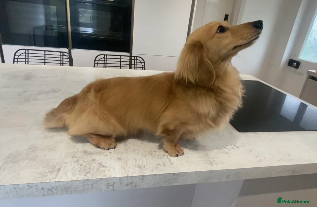 Miniature Dachshund dogs for stud: KC Reg• Cream Longhaired Stud• Fully Health Tested in Southampton - Advert 6