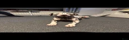 Dalmatian dogs for sale: Oreo  in Glasgow - Advert 9