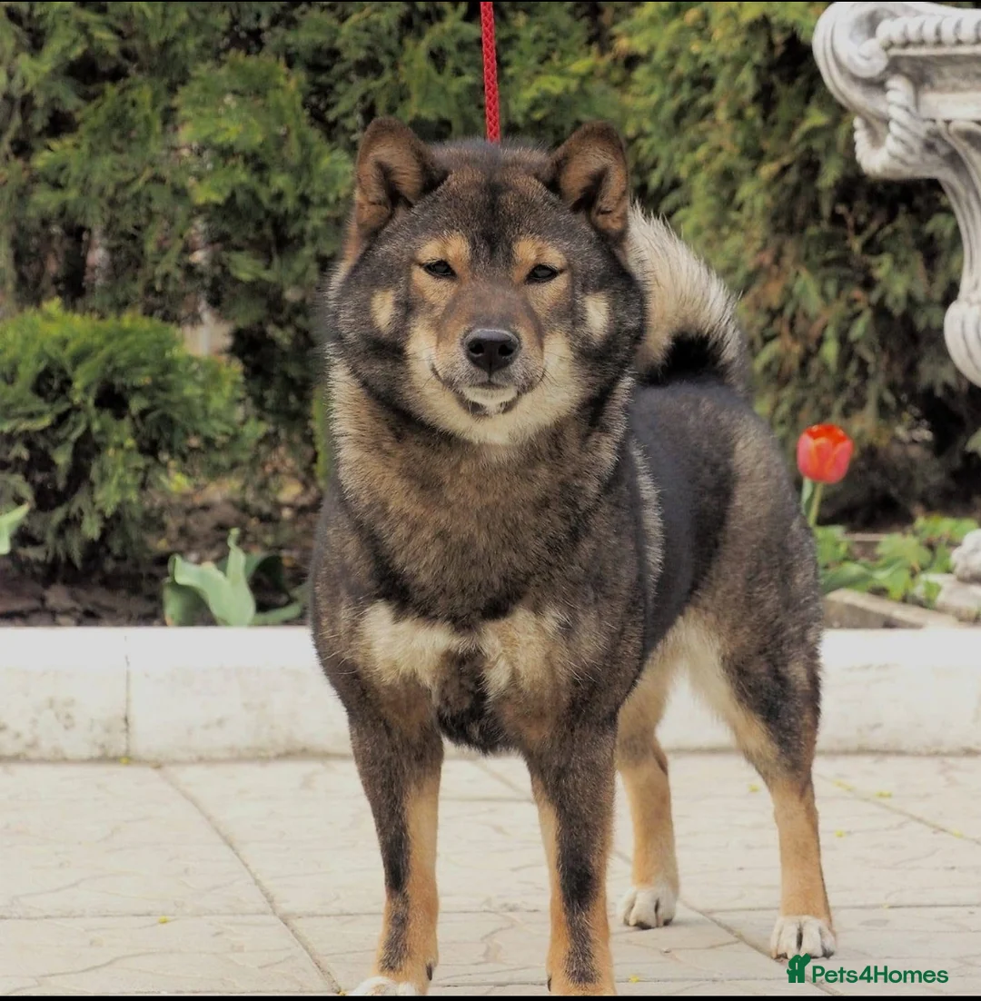 Japanese Shiba Inu dogs for sale: “KC Shiba Inu Puppies – Champion Bloodlines ❤️🏆” - Advert 10