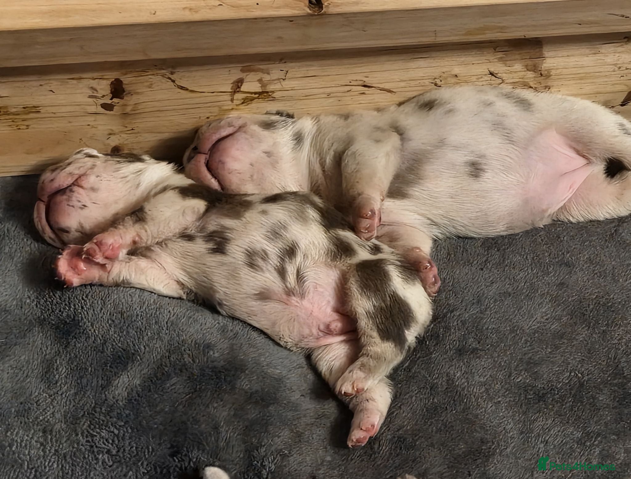 French Bulldog dogs Baby blue merle frenchie - Advert 2