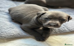 Mixed Breed dogs for sale: Staff x cane corso merle and grey pups for sale  - Image 10