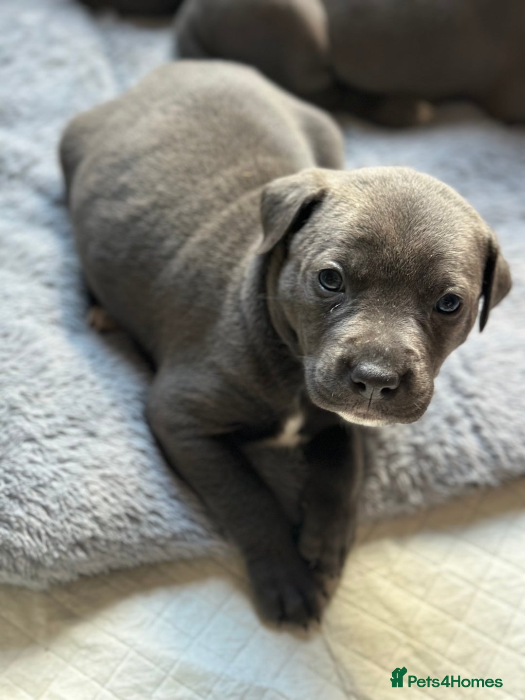 Mixed Breed dogs for sale: Staff x cane corso merle and grey pups for sale  - Image 10