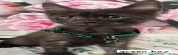 Ragcoon cats for sale: Beautiful Ragcoons  - Advert 8