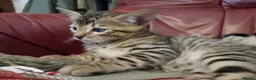 Bengal cats for sale: 4x Girls & 4x Boys – Stunning Bengal cross Kittens - Advert 3