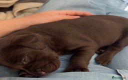 Labrador Retriever dogs for sale: Labrador puppies for sale Kent - Image 7
