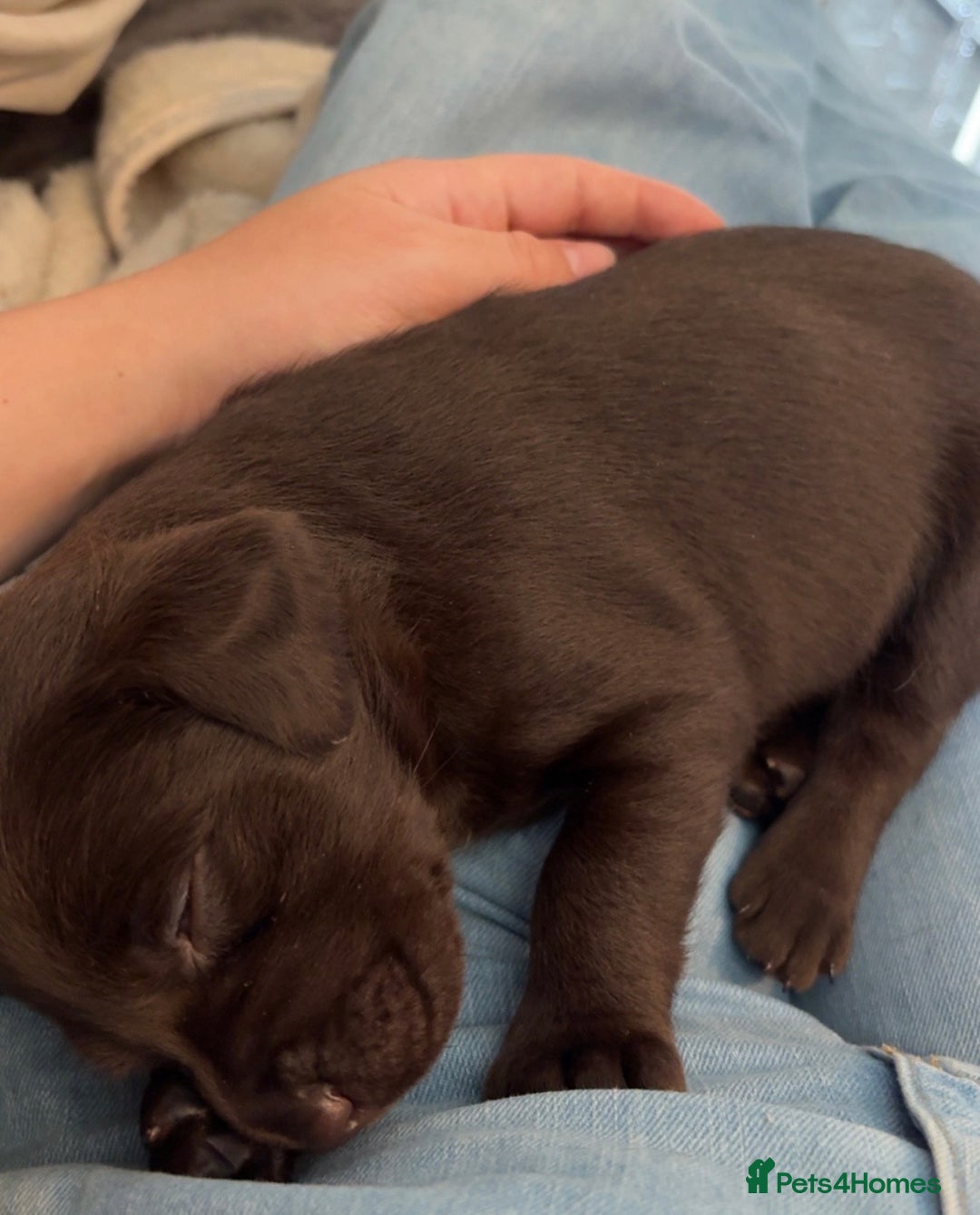 Labrador Retriever dogs for sale: Labrador puppies for sale Kent - Image 7