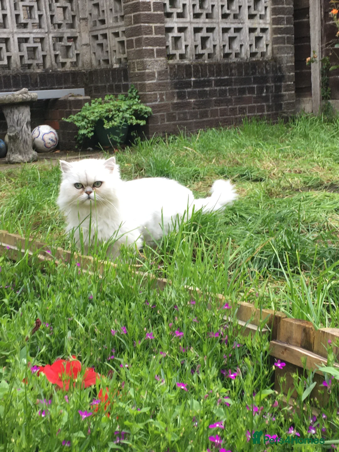 Persian cats for sale: Silver Tipped Persian (Chinchilla) in Oldham - Advert 4