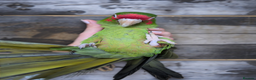 Conures birds for sale: Mitred conure mitred parakeet silly tamed  - Advert 5