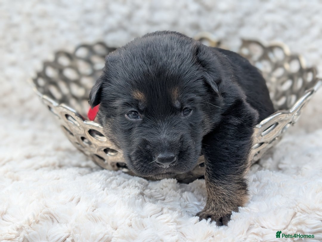 German Shepherd dogs for sale: Beautiful German Shepherd Puppies - Image 7