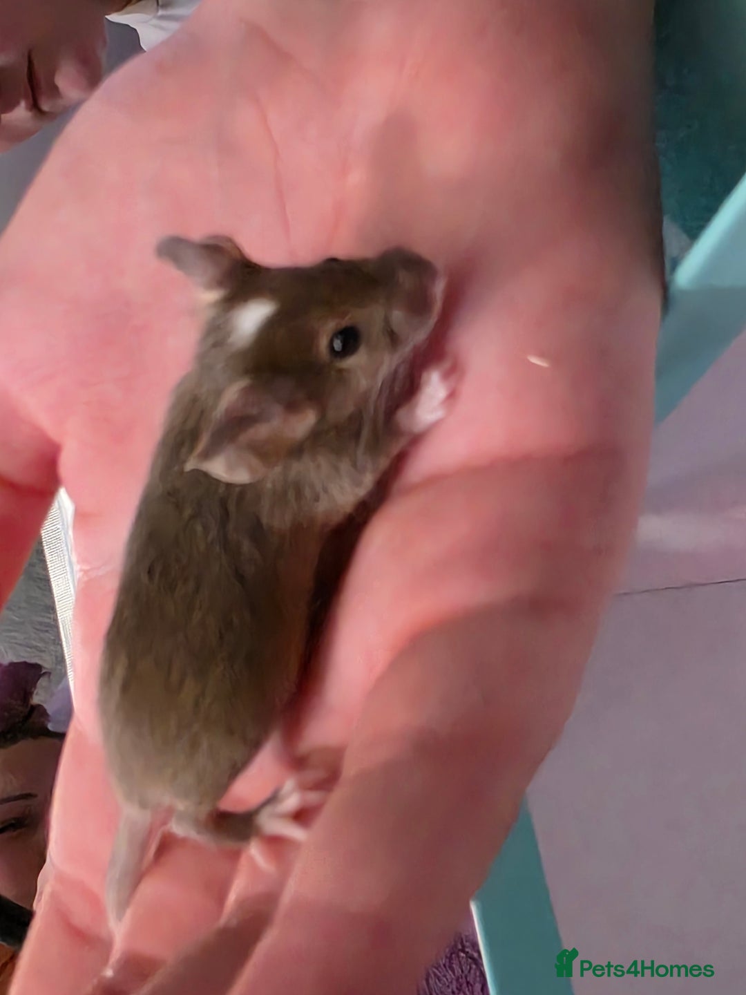 Mouse rodents for sale: Male and female mice  - Advert 16