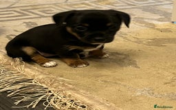 Chiweenie dogs for sale: Chi-weenies  - Image 5