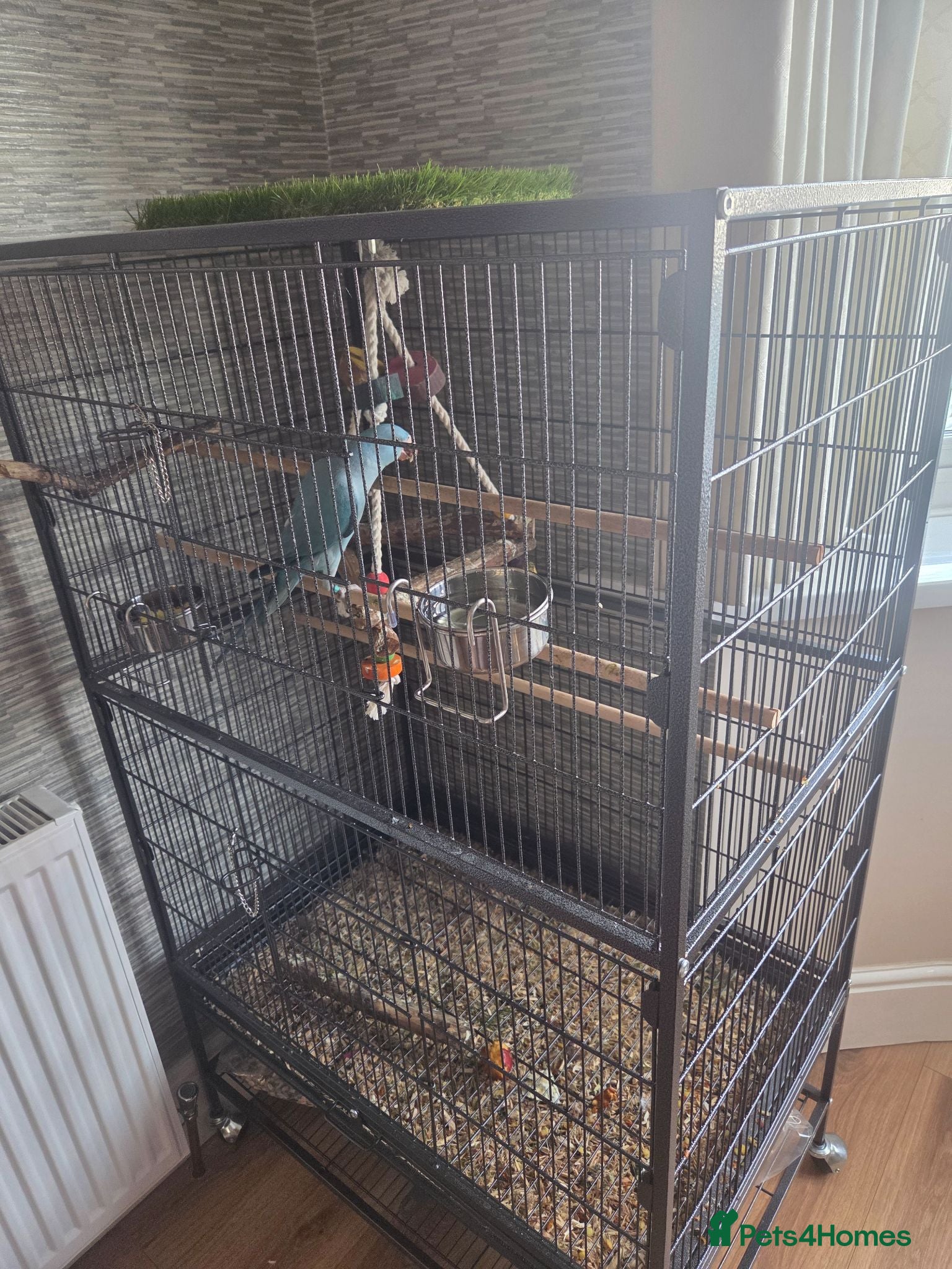 Ringnecks birds Hand reared Baby indian ring neck parrot - Advert 2