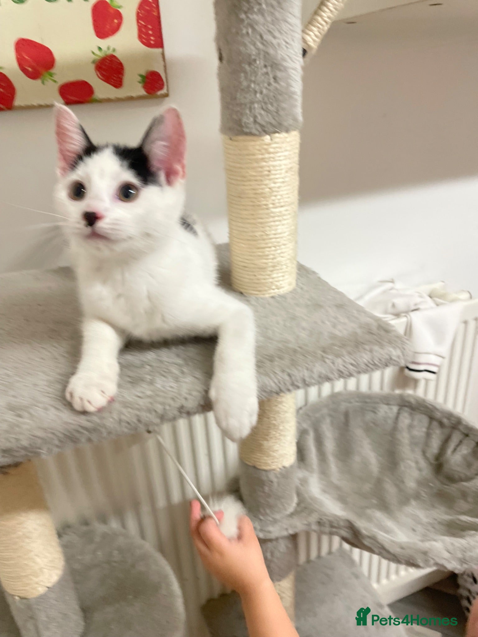 Mixed Breed cats kitten - Advert 5