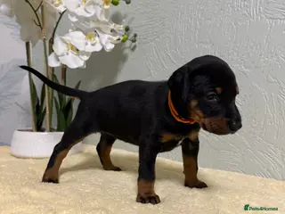 Dobermann dogs Champion lines, Health tested KC Dobermann puppies - Advert 3