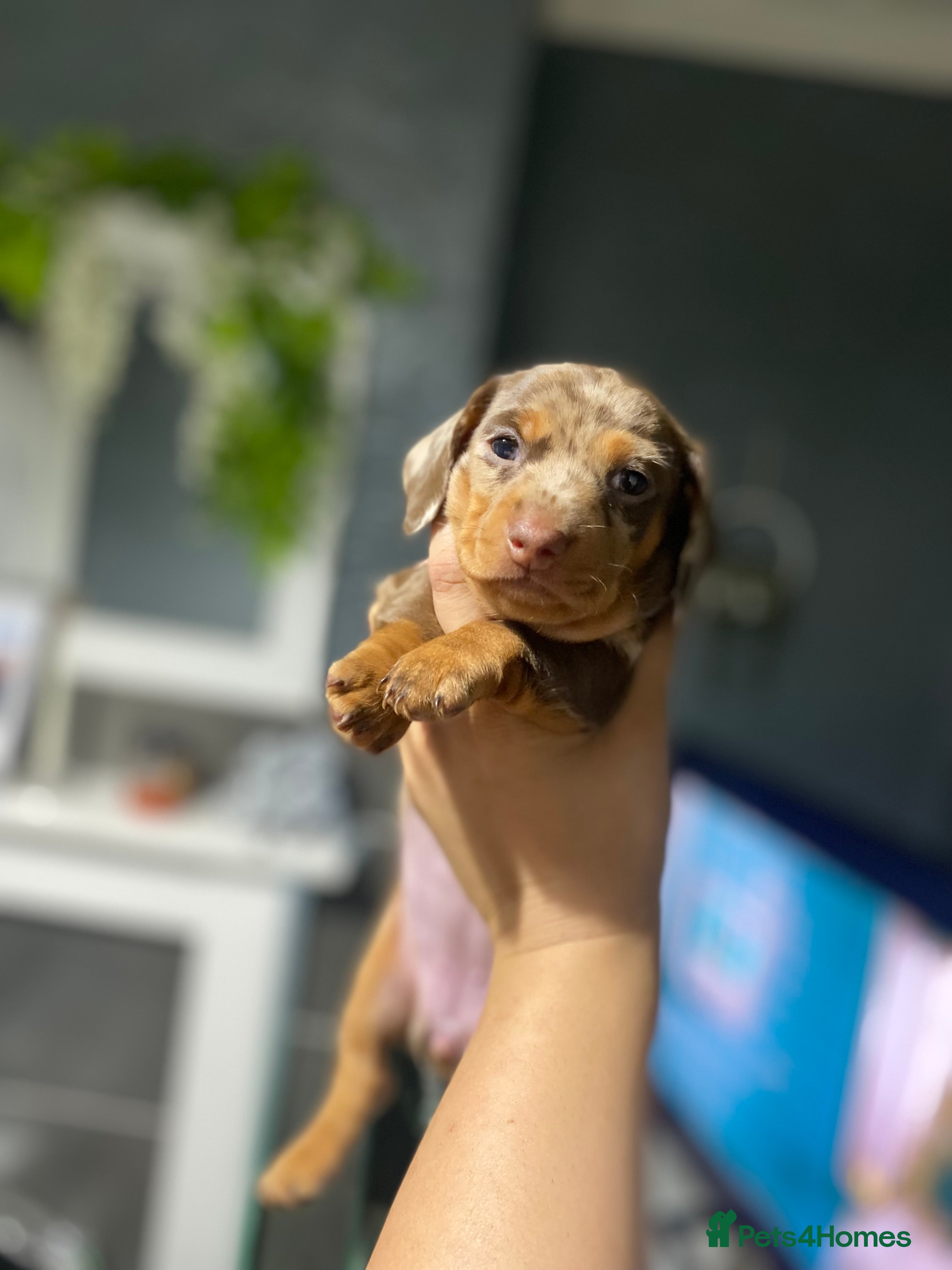 Miniature Dachshund dogs Beautiful smooth haired mini dachshunds😍 - Advert 2
