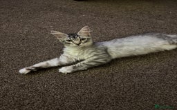 Maine Coon cats for sale: Female Mainecoon For Sale - Image 1