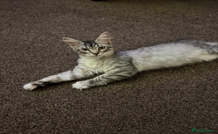 Maine Coon cats - Advert 3