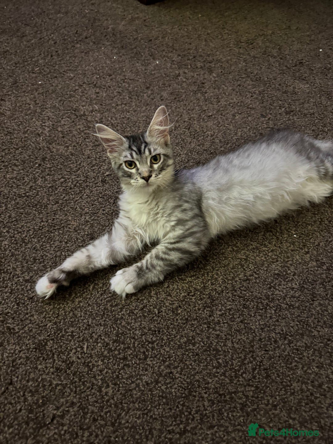Maine Coon cats for sale: Female Mainecoon For Sale - Image 1