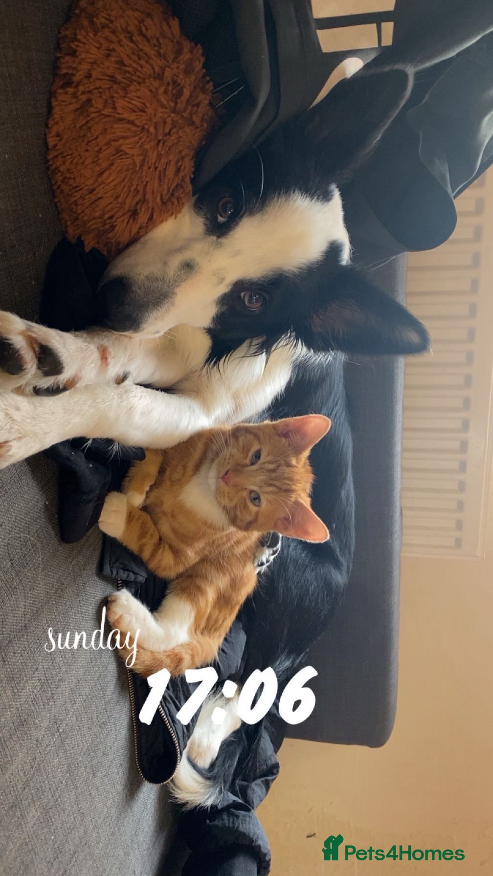 Mixed Breed cats Garfield  in Tiverton - Advert 1