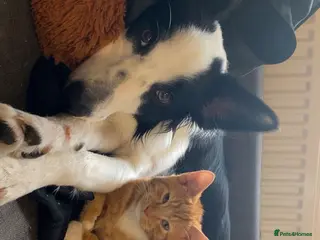 Mixed Breed cats Garfield in Tiverton - Advert 1