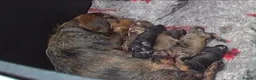 Dachshund dogs for sale: READY NOW Wire Haired Dachshunds Teckles  - Advert 10