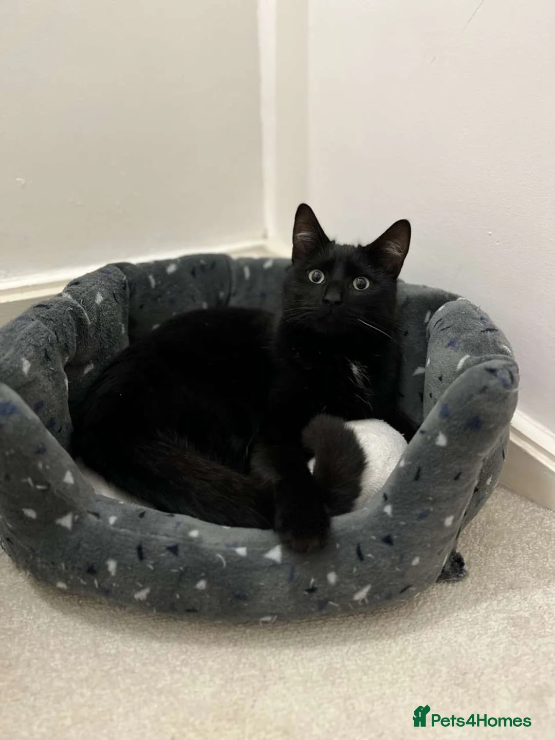 Mixed Breed cats for sale: Fluffy boy  in Edgware - Advert 4