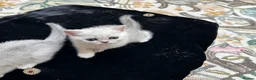 British Shorthair cats for sale: Beautiful British Shorthair Silver Shaded Kittens in Leicester - Advert 12