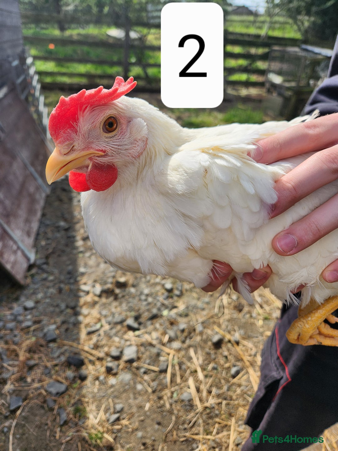 Chickens poultry for sale: Trios of pure bred chicken breeds - Image 13