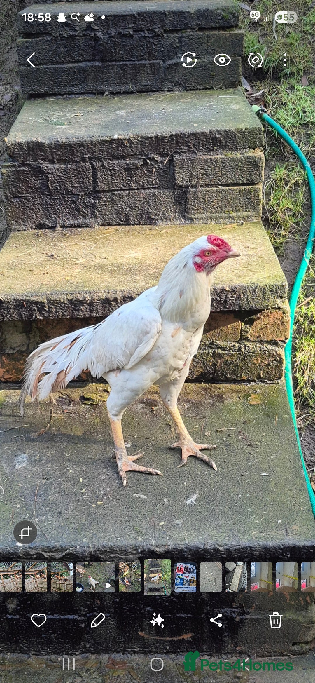 Mixed Breed birds Aseel male  in Stourbridge - Advert 2