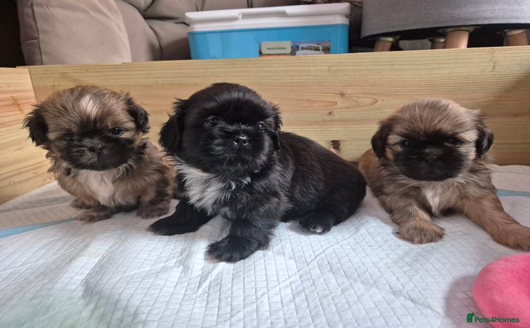 Shih Tzu dogs - Advert 12