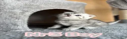 Scottish Fold cats for sale: 4 Pedigree Scottish Fold/Straight Kittens - Advert 22