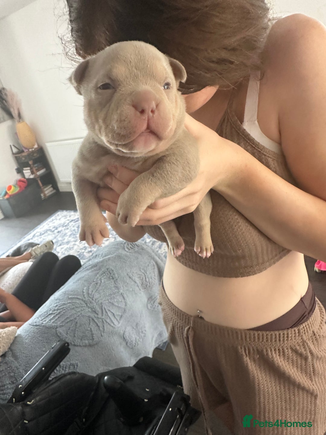 American Bully dogs for sale: REBULA X MC MERLIN POCKET BULLYS PUPS - Image 2