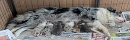 Border Collie dogs for sale: Border collie slate merle and blue or lilac pups in Grantham - Advert 18