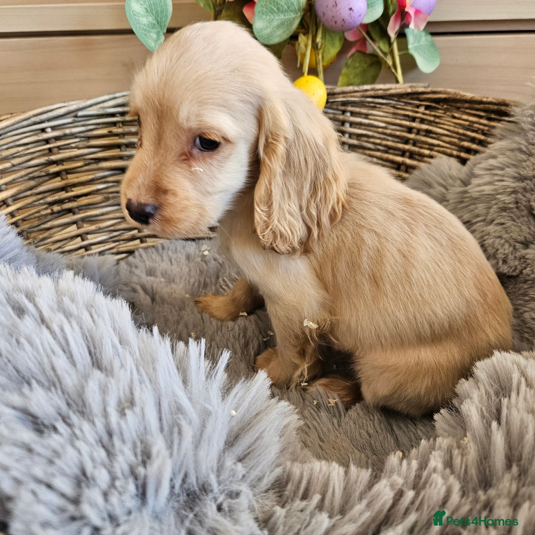 Cocker Spaniel dogs for sale: Stunning mix of working type cocker spaniels  - Advert 19